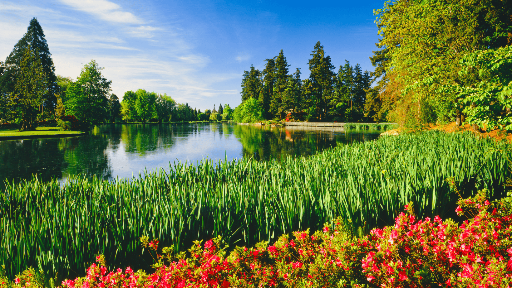 spring in tigard oregon with flowers by the lake