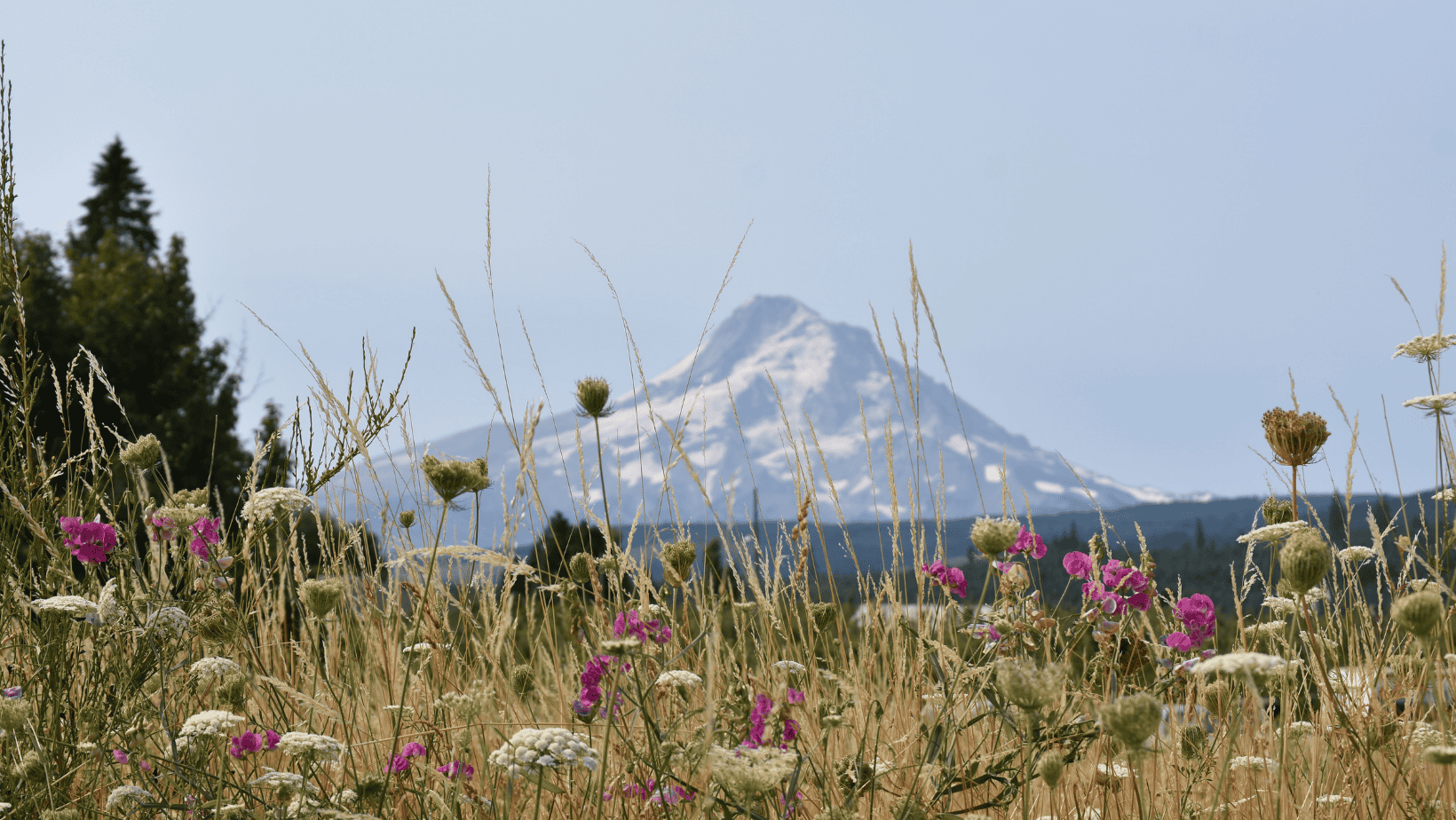view of mt hood from tigard oregon