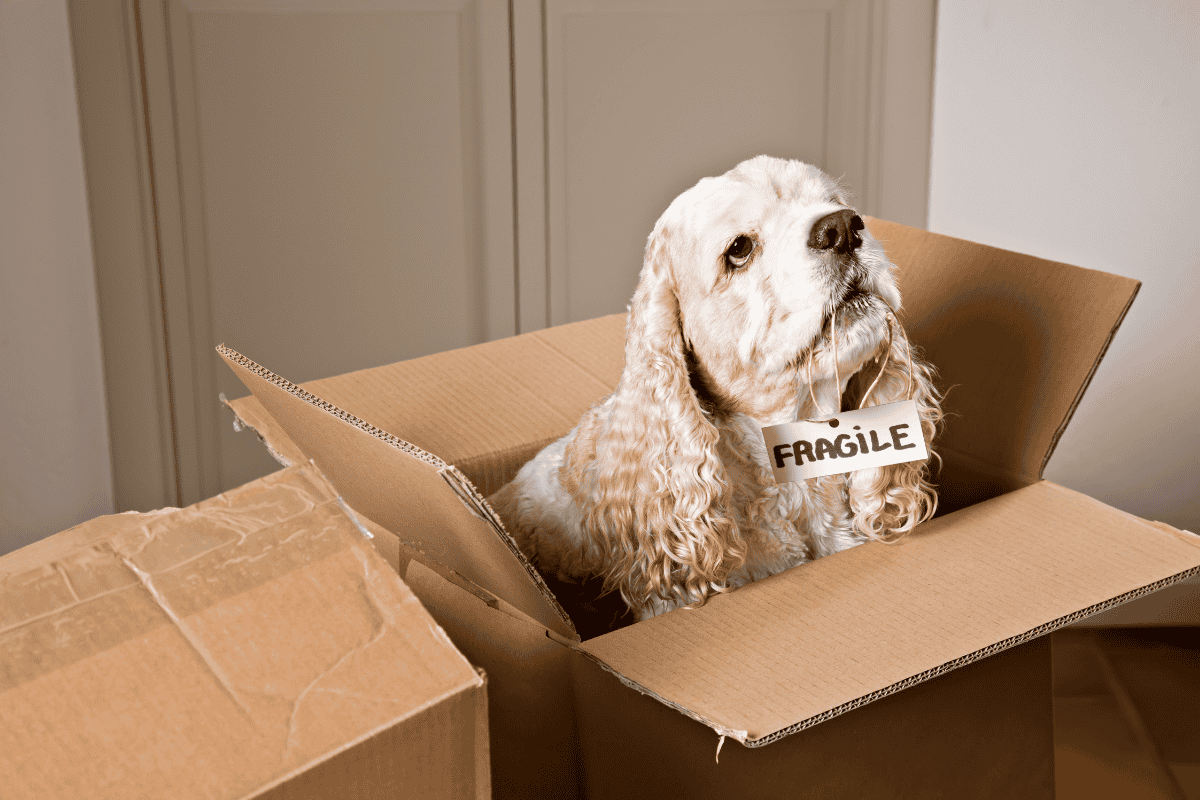 dog in moving box with fragile sign